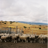 202501_R10_ElChalten-ElCalafate_PORTRA400_12
