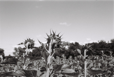202407_R1_LucileWeddingLyonBordeauxSriLanka_ILFORDPAN100_3538-00