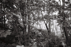 202405_minijob_KODAK400TX_2280_06