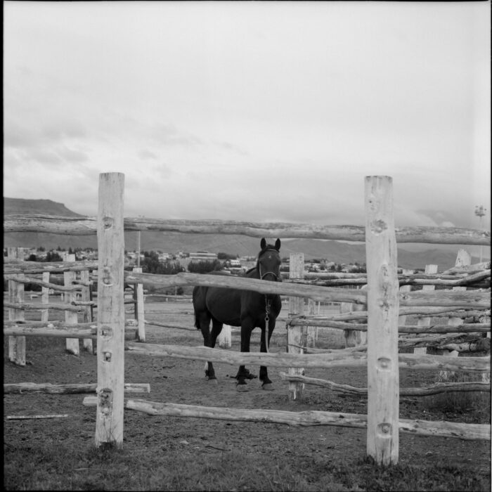 Landscape photograph, Horse, El Chaltén, Argentina, 2026