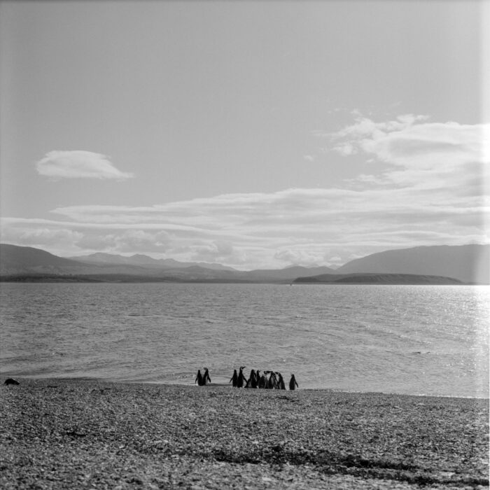 Landscape photograph, Penguin, Ushuaia, Argentina, 2026